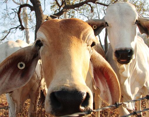  Falleció en enero en Santander la quinta víctima por el «mal de las vacas locas»