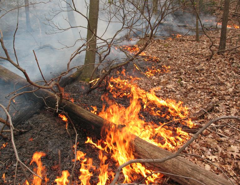  Cuatro mil hectáreas arrasadas por el fuego