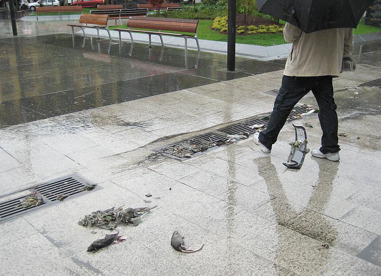  Las ratas salen a flote en la nueva Plaza del Ayuntamiento