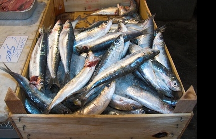  Se reabre la pesquería de la anchoa en el Golfo de Vizcaya