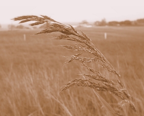 Viento