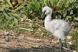 Nace en el zoo de Santilana el primer flamenco enano de España