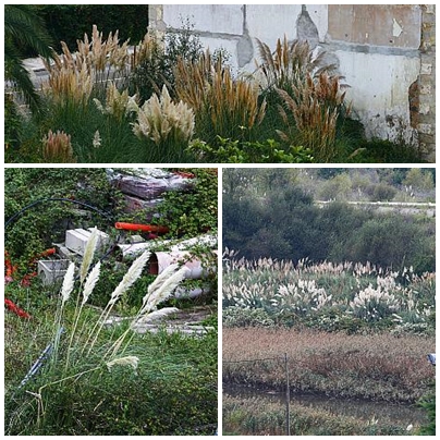 Los plumeros invaden Cantabria