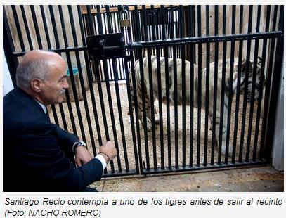 Llegan dos nuevos tigres blancos a Cabárceno (Foto: Gobierno de Cantabria)