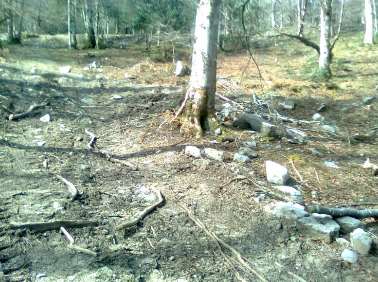  Ecologistas y conservacionistas denuncian los impactos ambientales en el Monte Saja tras la tala de hayas