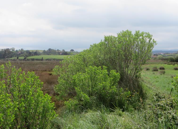 La chilca o bacaris es una planta invasora procedente de Norte América