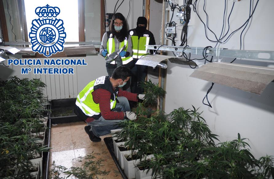 Desmanteladas tres plantaciones de marihuana en Cicero y Treto