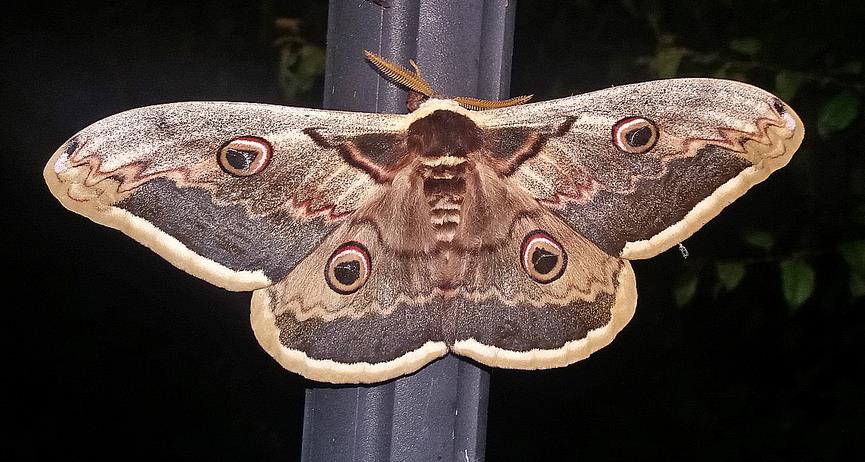 Gran Pavón Nocturno, la mayor polilla europea vive en Cantabria / Asociación ALAS ©2016