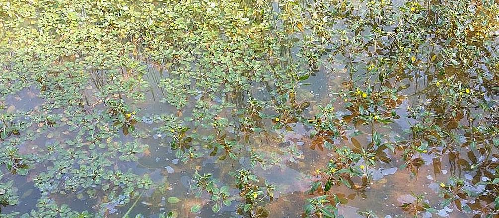  Alertan sobre plantas invasoras en Santander