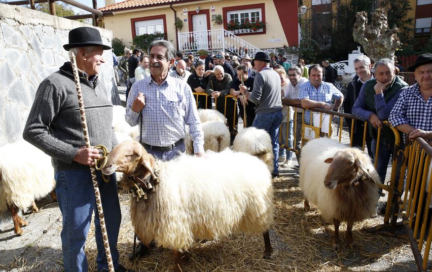 Revilla asiste a la feria de Todos los Santos en Arredondo y comprueba la calidad del ganado