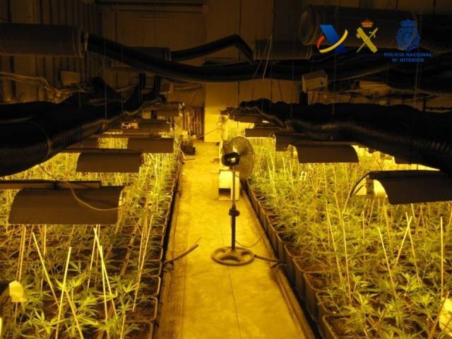 Detenida una banda china que operaba plantaciones de más de 28.000 plantas de marihuana