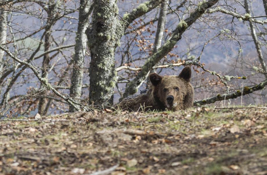 El oso Beato es devuelto a su medio natural en Liébana con un localizador para seguir su adaptación - Foto de Miguel López, proporcionada por el Gobierno de Cantabria