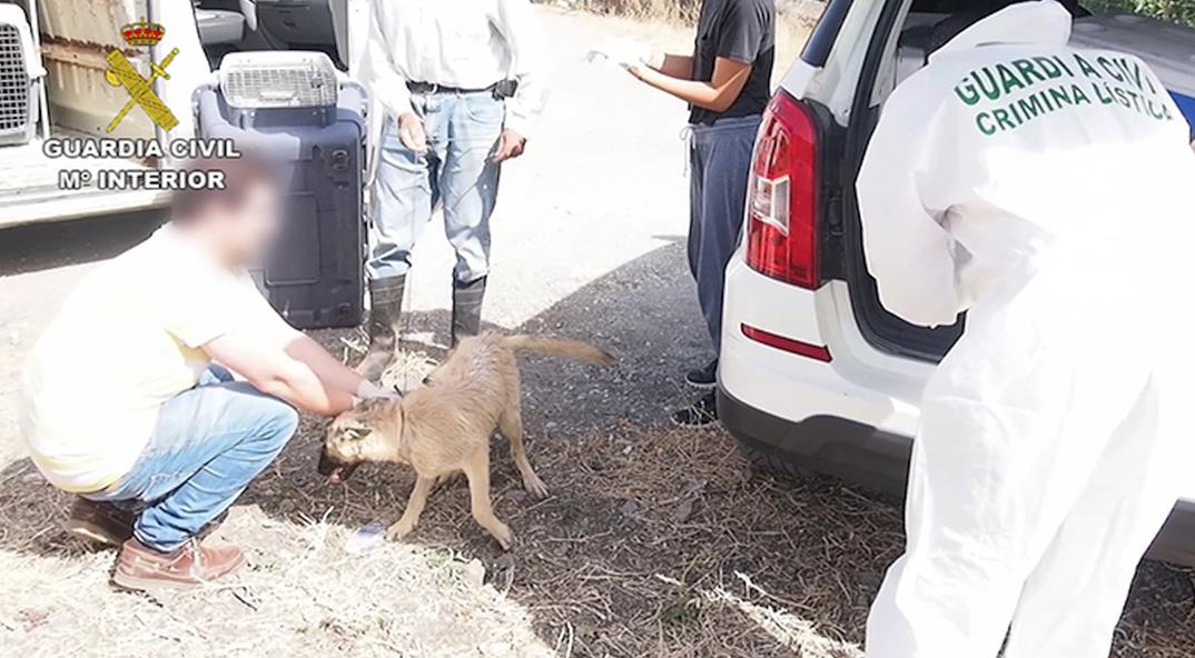  La Guardia Civil detiene o investiga a cerca de 600 personas por delitos contra el maltrato animal