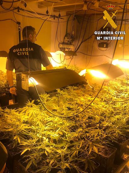 La Guardia Civil desmantela una plantación de marihuana en Hornedo con más de 400 plantas