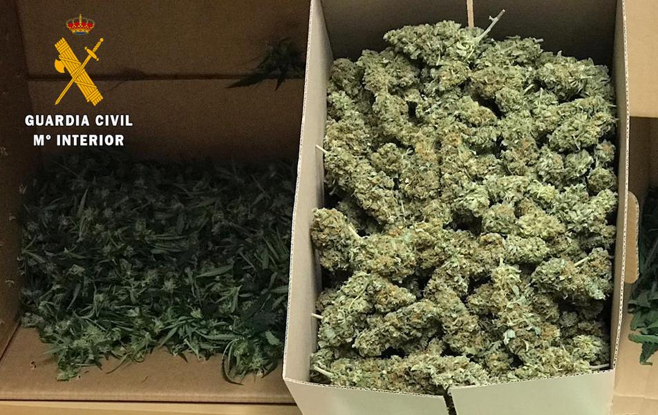 La Guardia Civil desmantela una plantación de marihuana en Hornedo con más de 400 plantas