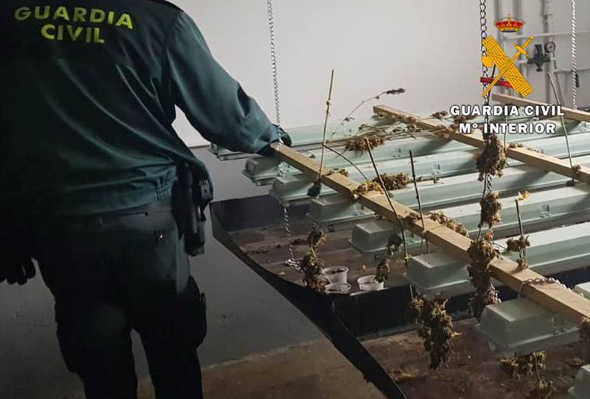 La Guardia Civil desmantela una plantación en Cieza con más de 300 plantas de marihuana