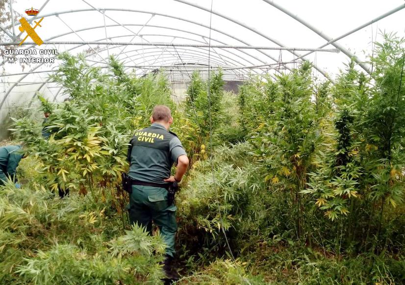 La Guardia Civil localiza un invernadero con marihuana dentro de una explotación tomatera