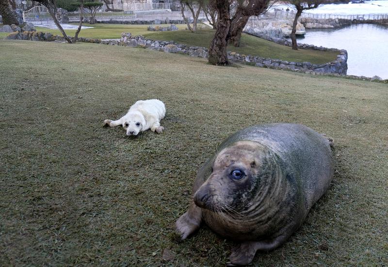 Nace una foca gris en el minizoo de la Magdalena
