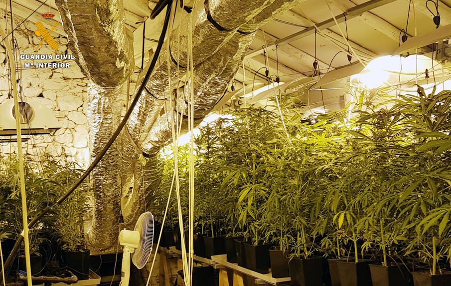  La Guardia Civil desmantela en Ampuero una plantación de marihuana con 449 plantas