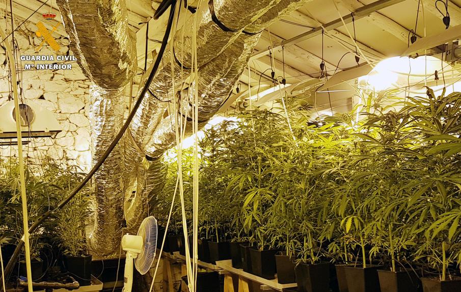 La Guardia Civil desmantela en Ampuero una plantación de marihuana con 449 plantas