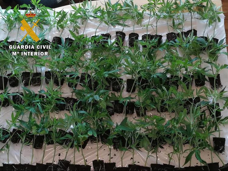 La Guardia Civil detiene a un hombre que transportaba más de 100 plantas de marihuana en su coche