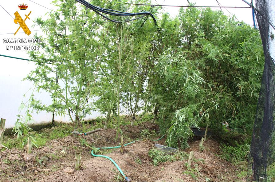 Detenidos tres hombres que presuntamente robaron marihuana de un invernadero