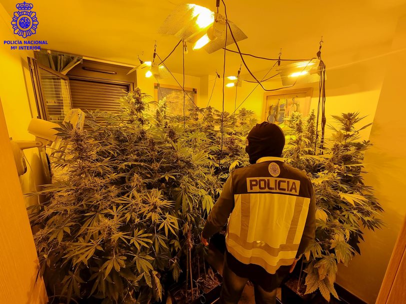 Desmantelada una sofisticada plantación de marihuana, instalada en un piso de Santander