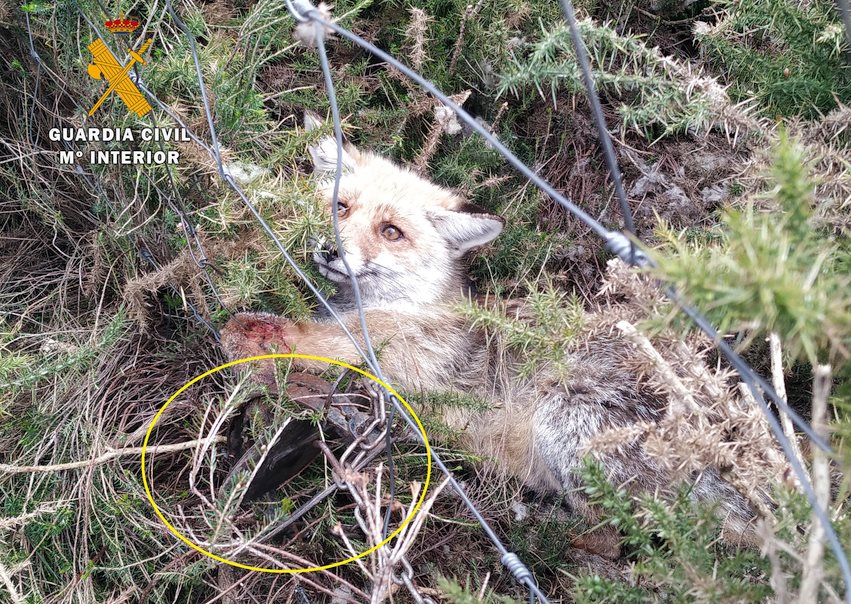  La Guardia Civil libera a un zorro y detiene a un hombre por la presunta colocación ilegal de cepos y lazos