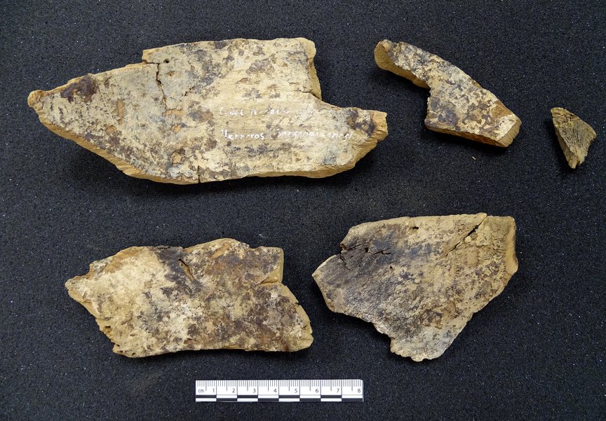 Un cuenco de madera de la Cueva de Hoyo de los Herreros, Pieza del Mes del MUPAC