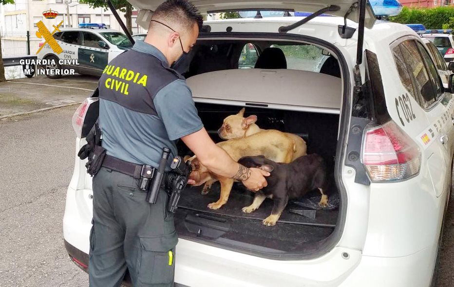  La Guardia Civil investiga a un hombre como presunto autor del robo de 12 perros valorados en unos 21.000 euros