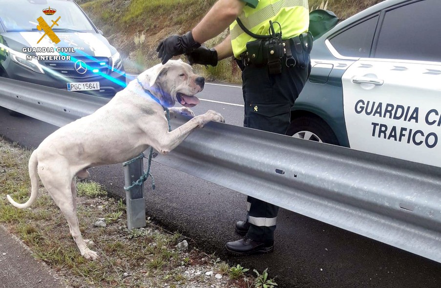  La Guardia Civil captura a un perro potencialmente peligroso, en estado agresivo y que había matado a otro animal