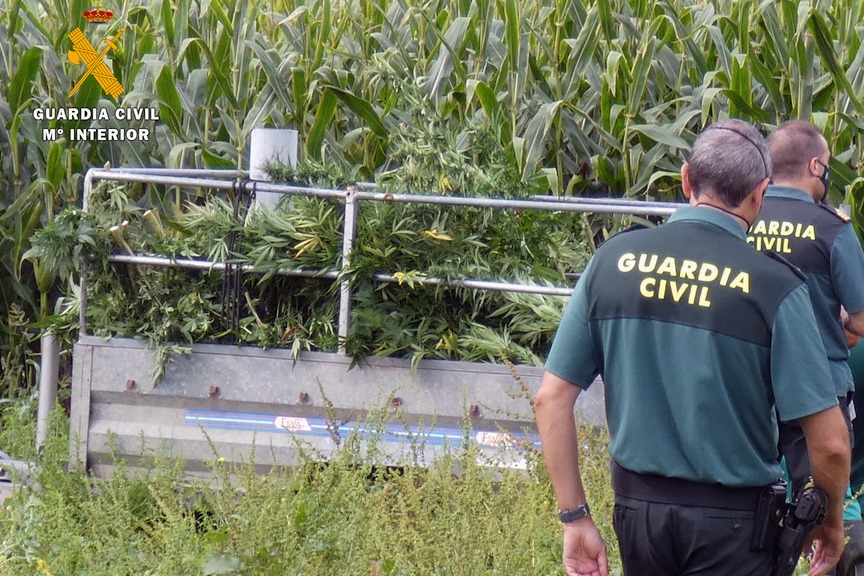 Intervenidas más de 800 plantas de marihuana ocultas tras un maizal en Vispieres