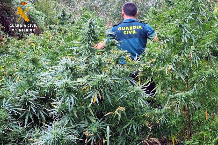 Cinco detenidos por el cultivo de setecientas plantas de marihuana en Guriezo