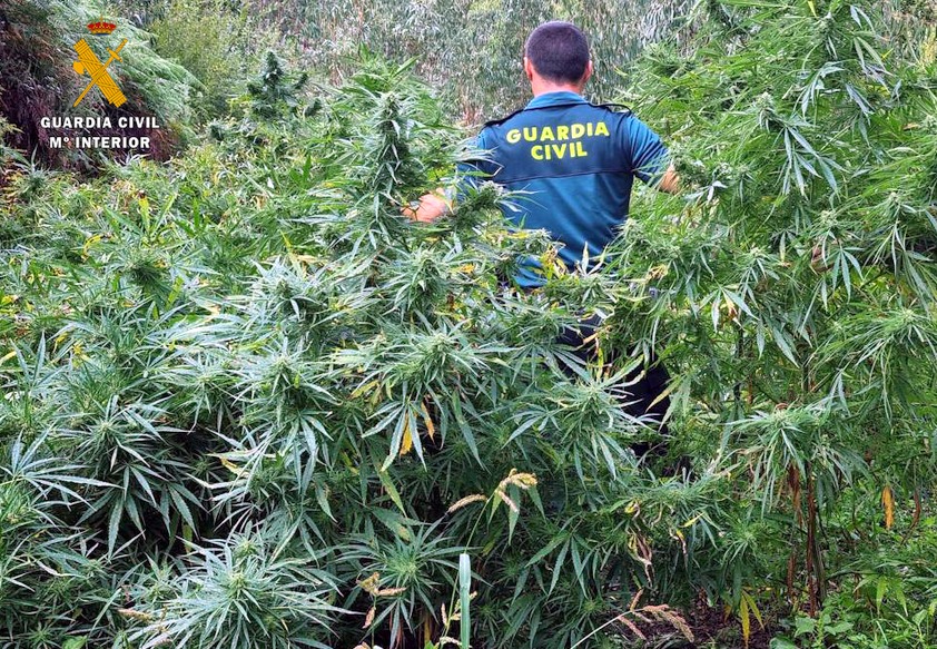 Cinco detenidos por el cultivo de setecientas plantas de marihuana en Guriezo