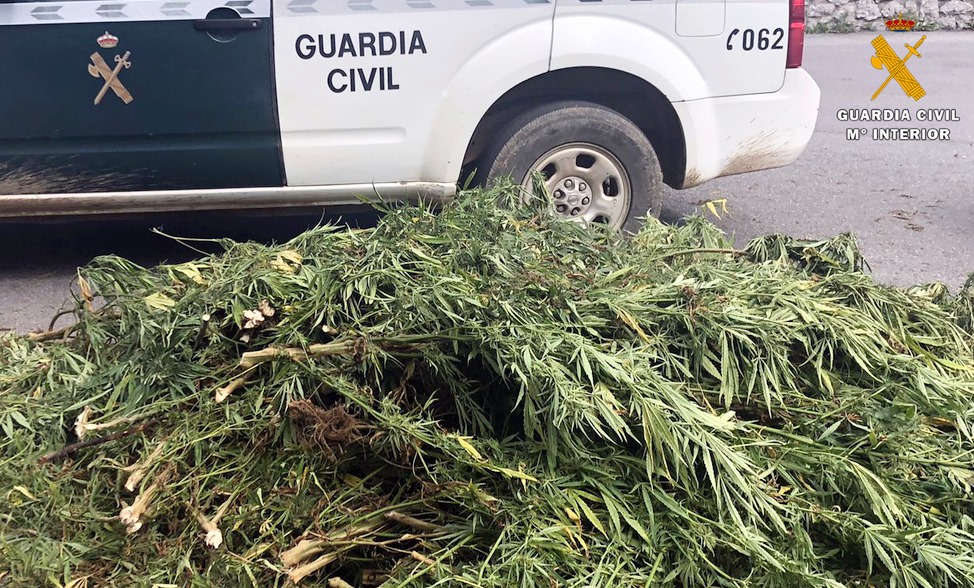 Cinco detenidos por el cultivo de setecientas plantas de marihuana en Guriezo
