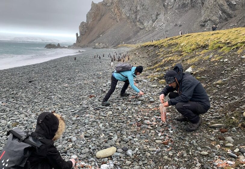  Investigadores de la UC analizan en la Antártida el papel que juegan los pingüinos en el funcionamiento ecológico del océano Austral