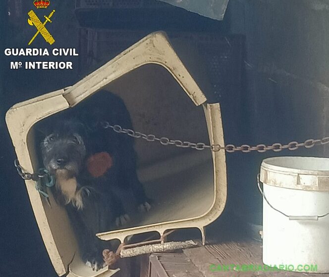  La Guardia Civil libera en Praves más de una veintena de animales que se encontraban en unas condiciones deplorables