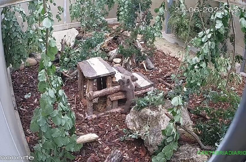 El osezno recuperado en León evoluciona favorablemente en el Centro de Recuperación de Fauna Silvestre de Cantabria