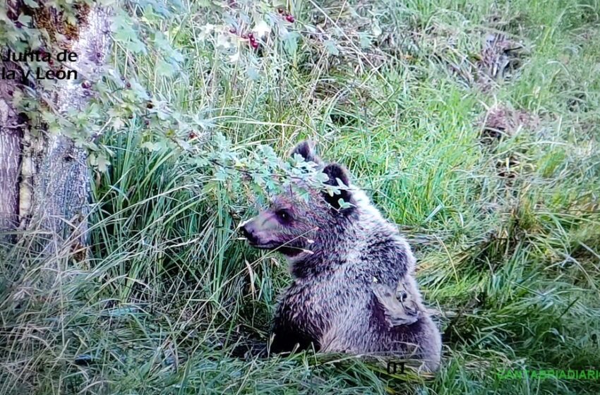  Trasladan a León al osezno que se recuperó de sus heridas en el Centro de Fauna Silvestre de Cantabria