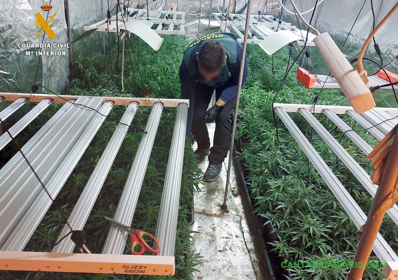 La Guardia Civil desmantela una plantación “indoor” en Guriezo, con 500 plantas de marihuana