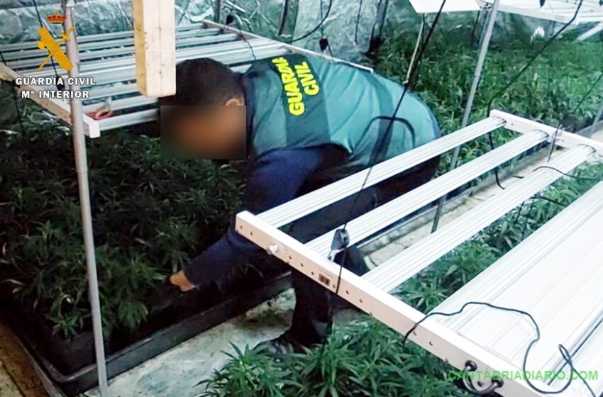 La Guardia Civil desmantela una plantación “indoor” en Guriezo, con 500 plantas de marihuana