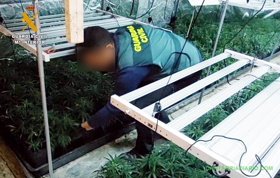 La Guardia Civil desmantela una plantación “indoor” en Guriezo, con 500 plantas de marihuana