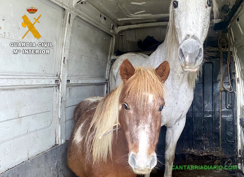 La Guardia Civil detiene a dos hombres por el robo de caballos