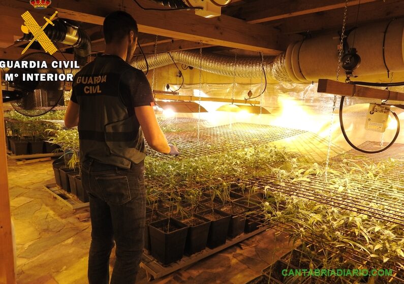 La Guardia Civil desmantela una plantación de marihuana en Ramales de la Victoria con más de 300 plantas