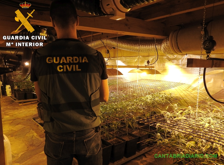 La Guardia Civil desmantela una plantación de marihuana en Ramales de la Victoria con más de 300 plantas