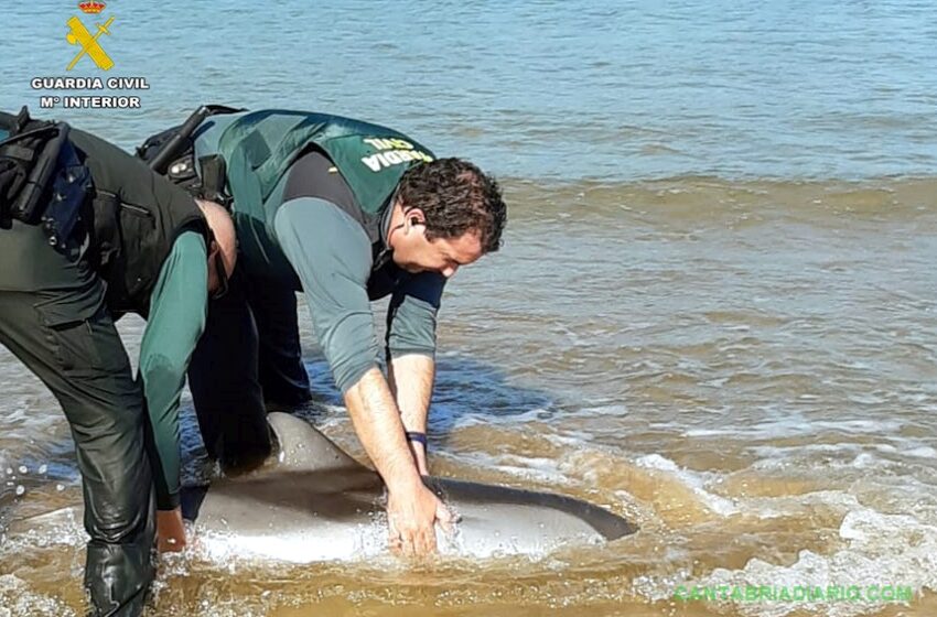  Fallece un delfín varado en Laredo