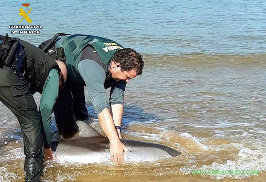 Fallece un delfín varado en Laredo