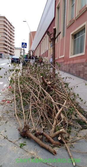  Saro denuncia un «arboricidio» en Canalejas