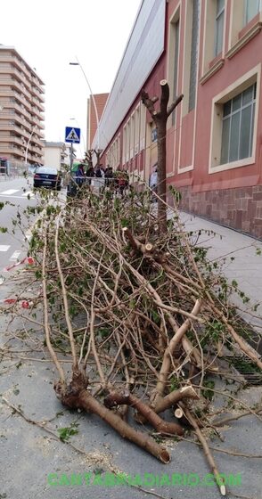 Saro denuncia un «arboricidio» en Canalejas