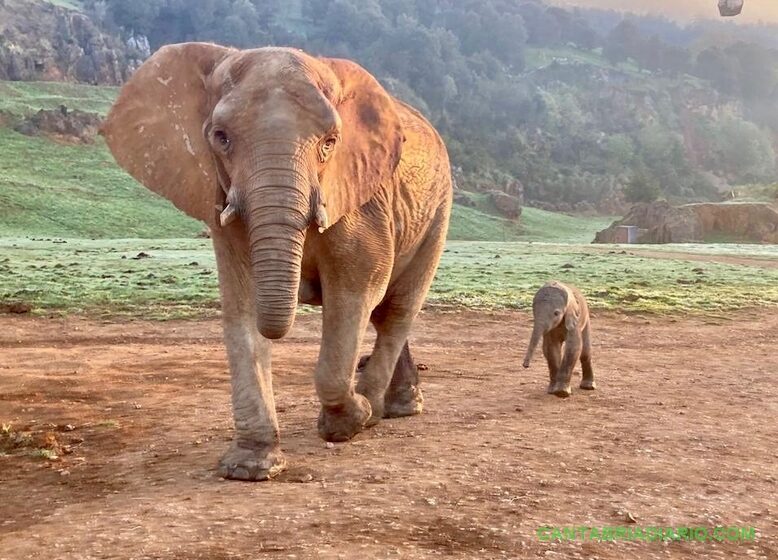 La cría de elefanta recién nacida en Cabárceno junto a su madre Hilda
